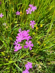 Phlox cuspidata