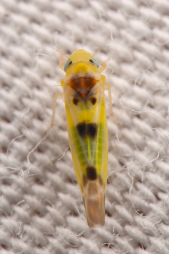 Mcateeana sexnotata