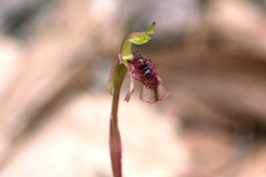 Chiloglottis curviclavia