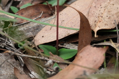 Chiloglottis curviclavia