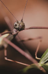 Marmessoidea vinosa