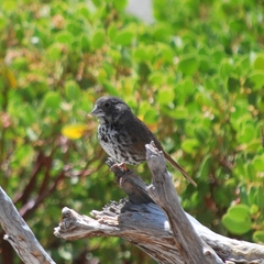 Passerella iliaca stephensi