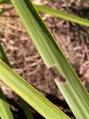 Epiphryne verriculata