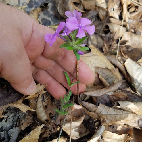 Hairy phlox (Phlox amoena)