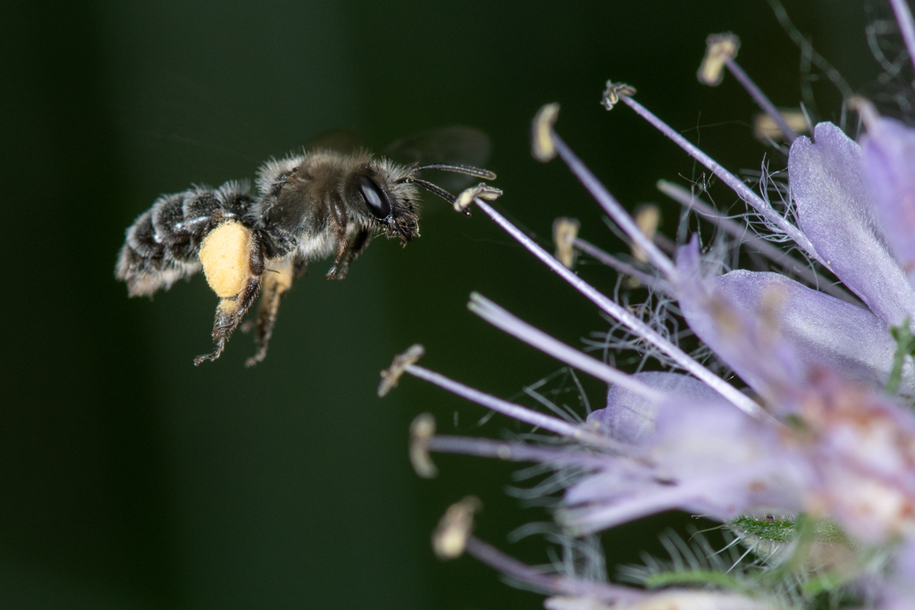 Waterleaf Mining Bee