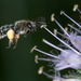 Waterleaf Mining Bee - Photo (c) Heather Holm, some rights reserved (CC BY-NC), uploaded by Heather Holm