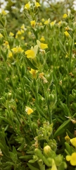 Linaria arenaria