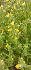 Linaria arenaria