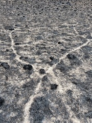 Microtus ochrogaster