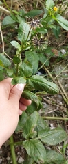 Bidens pilosa