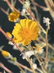 Geraea canescens