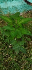 Bidens pilosa