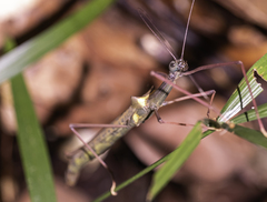Marmessoidea vinosa