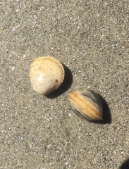 Laevicardium substriatum