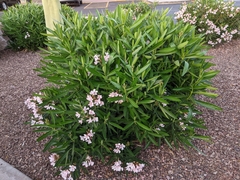 Nerium oleander