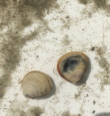 Laevicardium substriatum