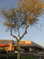 Parkinsonia florida