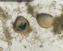 Laevicardium substriatum