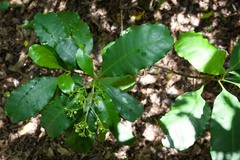 Eumachia