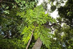 Delarbrea paradoxa