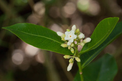 Melodinus scandens