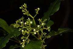Eumachia