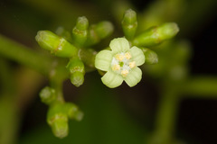 Eumachia