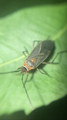 Dysdercus capitatus