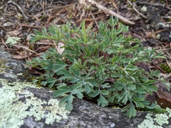 Capnoides sempervirens