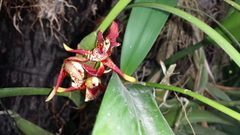 Maxillaria tenuifolia