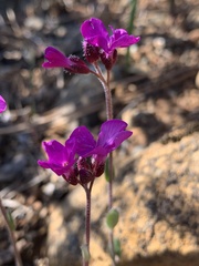 Arabis aculeolata