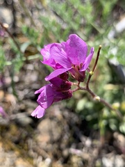Arabis aculeolata