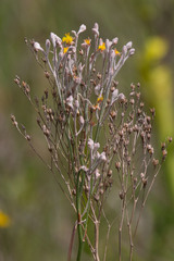 Lophiola aurea