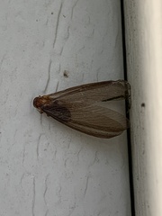Zootermopsis nevadensis