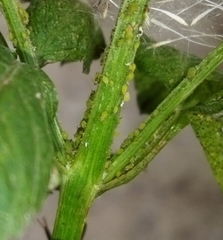 Aphis spiraecola