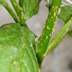 Aphis spiraecola