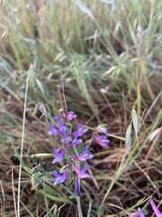 Vicia villosa