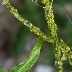 Aphis spiraecola