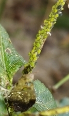 Aphis spiraecola