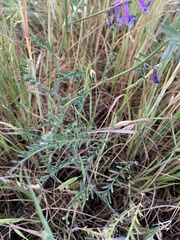 Vicia villosa