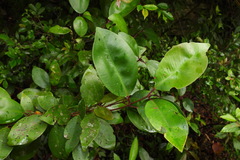 Syzygium kusukusuense