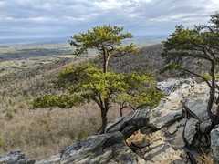 Pinus pungens