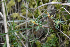 Puccinia jonesii