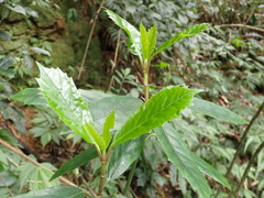 Aucuba chinensis