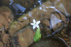 Alniphyllum pterospermum