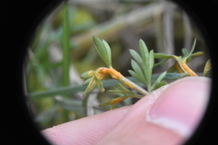 Puccinia jonesii