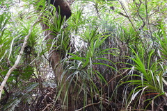 Freycinetia formosana