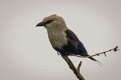 Coracias cyanogaster