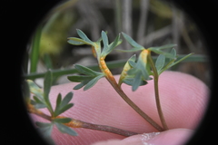 Puccinia jonesii