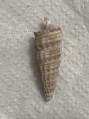 Cerithideopsis